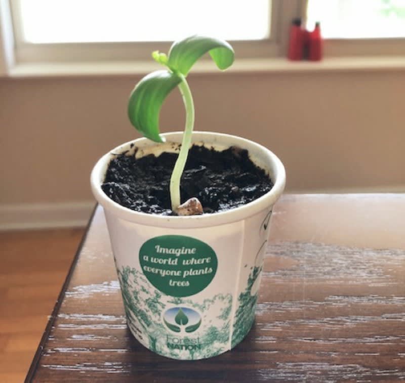 You Plant We Plant Tree Cup, We Plant 10 More Trees